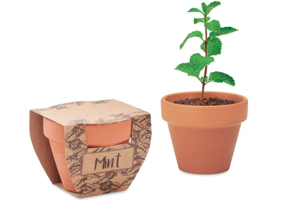 MINT POT - Pot avec graines de menthe