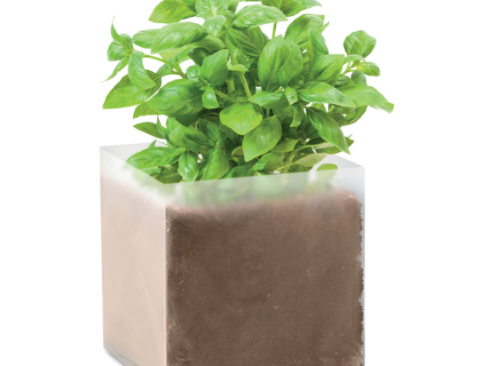 BASIL