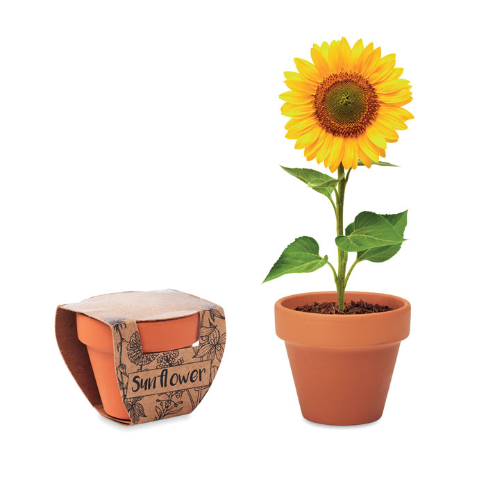 SUNFLOWER thumb