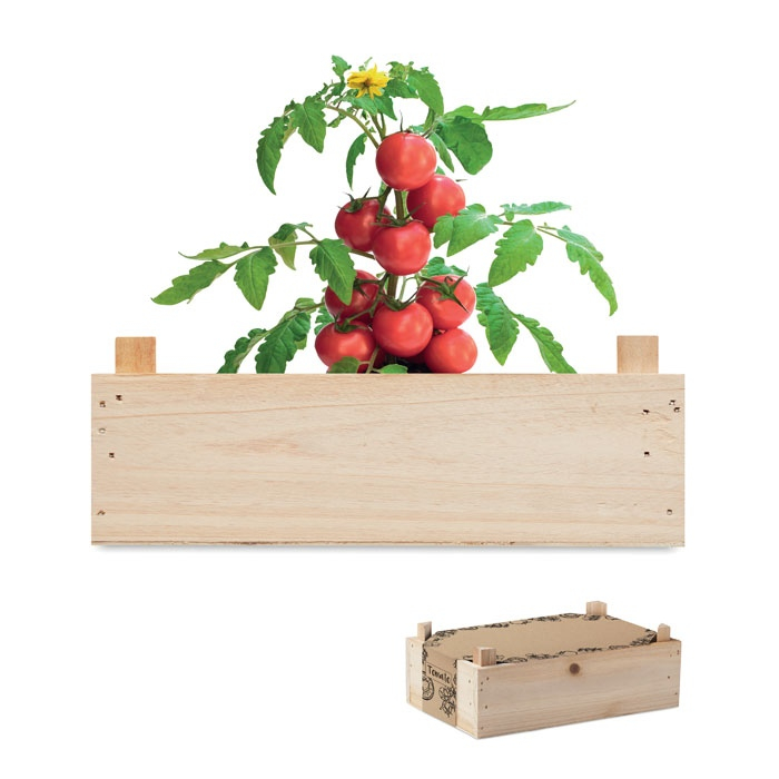 TOMATO - Graines de tomates dans caissette thumb